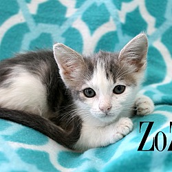 Thumbnail photo of ZoZo #3