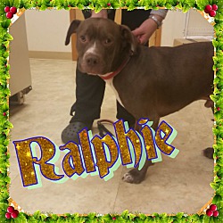 Thumbnail photo of Ralphie #1