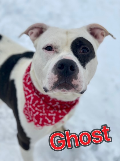 Thumbnail photo of Ghost #2