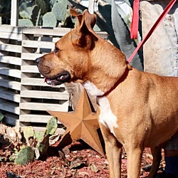 Thumbnail photo of Gracie Belle JuM* #4