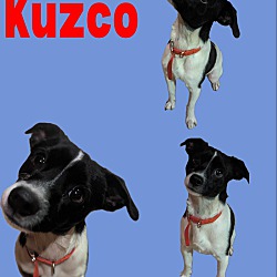 Photo of Kuzco