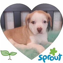 Photo of Sprout