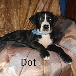 Photo of H-Dot