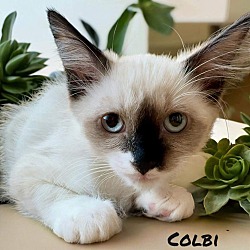 Thumbnail photo of Colbi #4