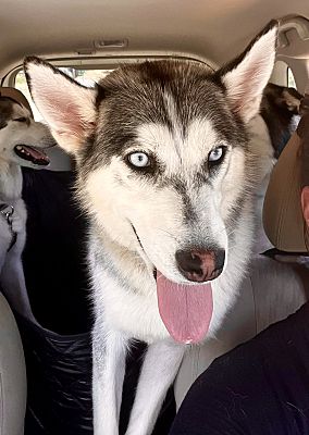 Rancho Cucamonga, CA - Siberian Husky/Alaskan Malamute. Meet Tasha a ...