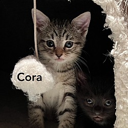 Thumbnail photo of Cora *2 for 1 adoption fee* #1