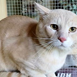 Thumbnail photo of A-Peaches - Barn Cat #2