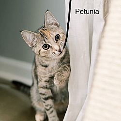 Thumbnail photo of Petunia #2