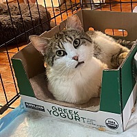 adopt a pet