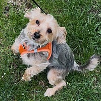 adopt-pet