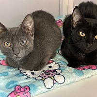 adopt a pet