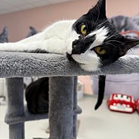adopt a pet
