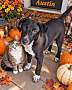 AUSTIN - Labrador Retriever / Australian Cattle Dog available for adoption