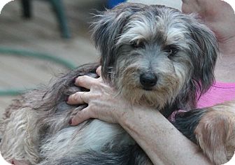 miniature schnauzer havanese mix