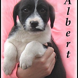 Thumbnail photo of Albert-Adoption Pending #1