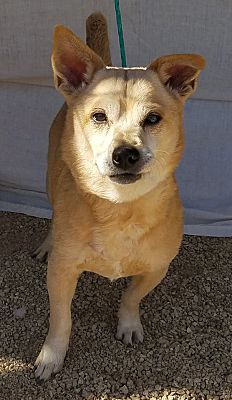 Las Vegas Nv Shiba Inu Meet Lucky A Pet For Adoption