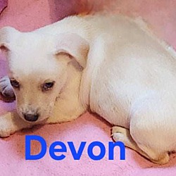 Thumbnail photo of Devon #4
