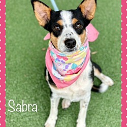 Thumbnail photo of SABRA #1