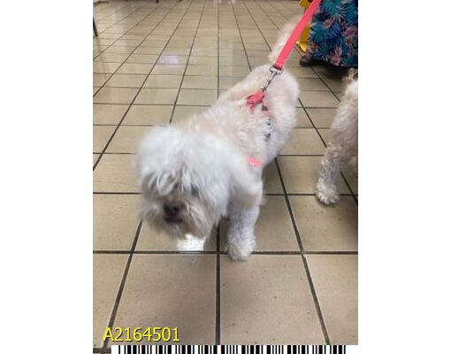 West Palm Beach, FL - Shih Tzu. Meet SHANNEE a Pet for Adoption ...