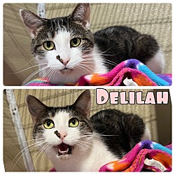 Photo of Delilah - SPONSORED