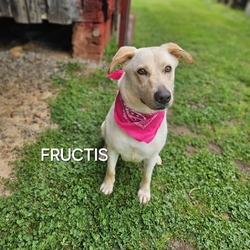 Thumbnail photo of Fructis #3