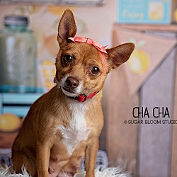 Photo of Cha Cha