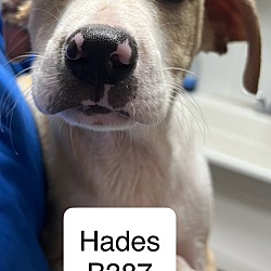 Thumbnail photo of Hades B387 #1