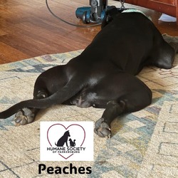 Thumbnail photo of Peaches #2