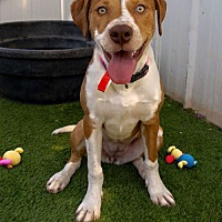 adopt a pet