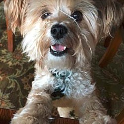 Lorain, OH - Yorkie, Yorkshire Terrier. Meet Otto a Pet for Adoption ...