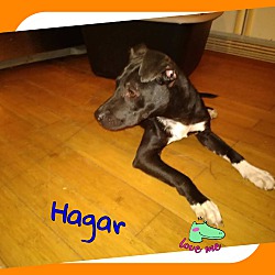 Photo of HAGAR