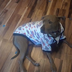 Puppies For Sale In Everett Washington Adoptapet Com