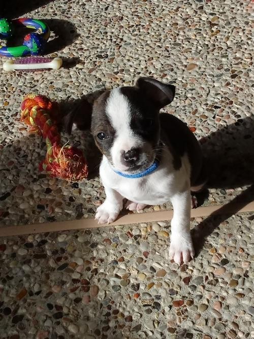 Adopt Toffee a Brindle - with White Miniature Pinscher / Mixed dog in ...