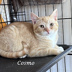 Thumbnail photo of COSMO (adopt w/ Cleo) #3