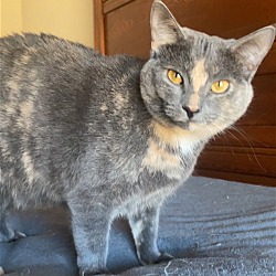 Thumbnail photo of ZOEY - Lovely Gray/pink - Calico kitty! #2