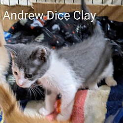 Thumbnail photo of Andrew Dice Clay #3