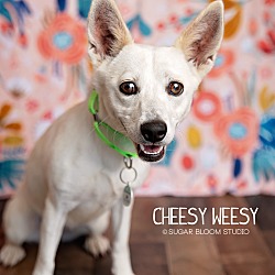 Thumbnail photo of Cheesy Weesy #1