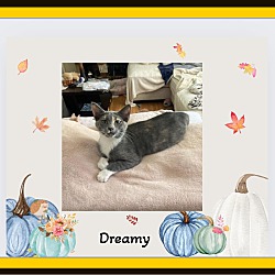 Thumbnail photo of Dreamy - Snuggler #1