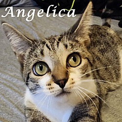 Thumbnail photo of ANGELICA #1