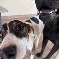 adopt a pet
