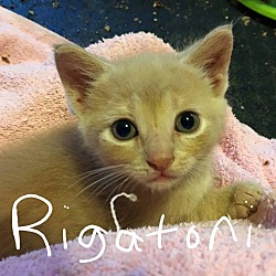 Thumbnail photo of Rigatoni #3