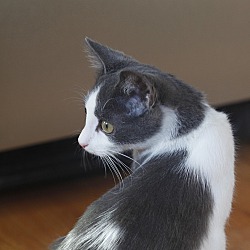 Thumbnail photo of Figaro - PENDING ADOPTION! #4