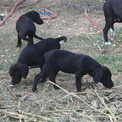 Thumbnail photo of Lab X litter of 7 #4