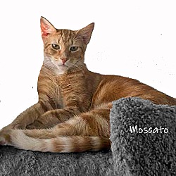 Thumbnail photo of Moscato #4