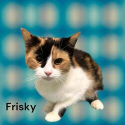 Photo of Frisky