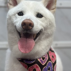 Photo of Suki