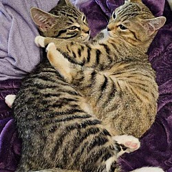 Photo of Betty Lou & Xanadu Kittens
