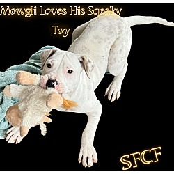 Thumbnail photo of Mowgli #1