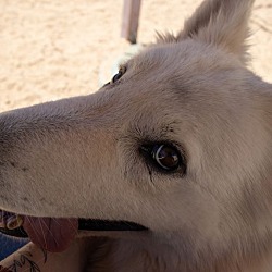 Thumbnail photo of Rocky Bonded with Snowy #4