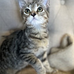 Thumbnail photo of Madge - MEET ME @ PETCO 9/21/24! #3